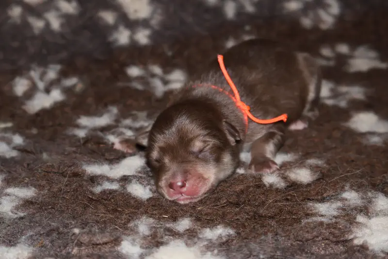 Portée de Chien finnois de Laponie, élevage De l'Univers de Minima