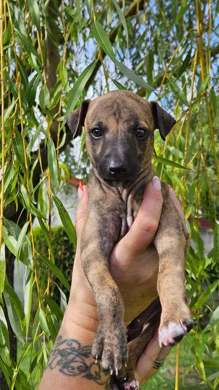 Brouck, Whippet, élevage Des Whidolls