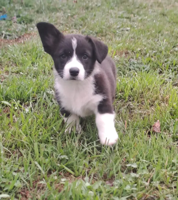Boston, Welsh corgi Cardigan, élevage Du Domaine de la Bonnevaltrie