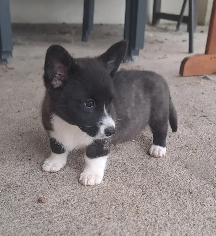 Chiot, Welsh corgi Cardigan, élevage Du Domaine de la Bonnevaltrie