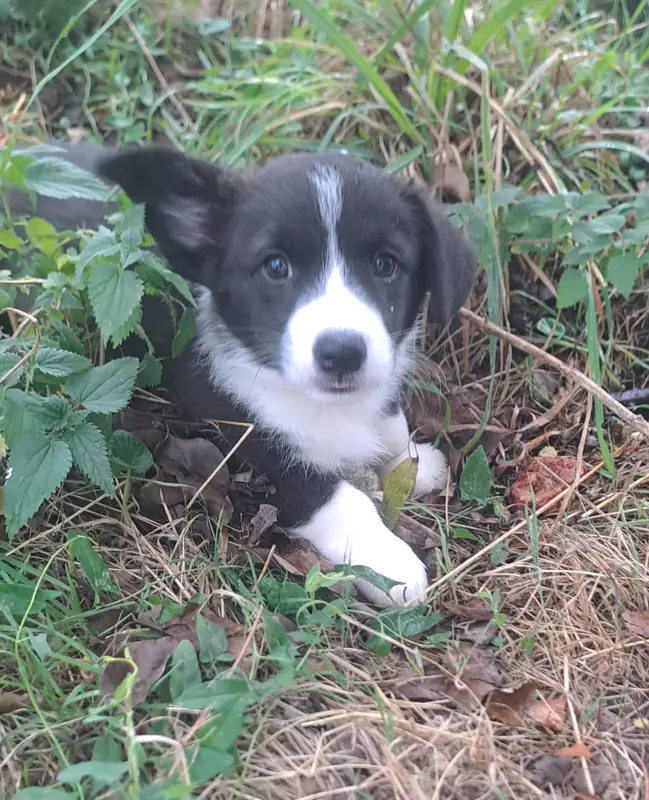 Biscuit, Welsh corgi Cardigan, élevage Du Domaine de la Bonnevaltrie