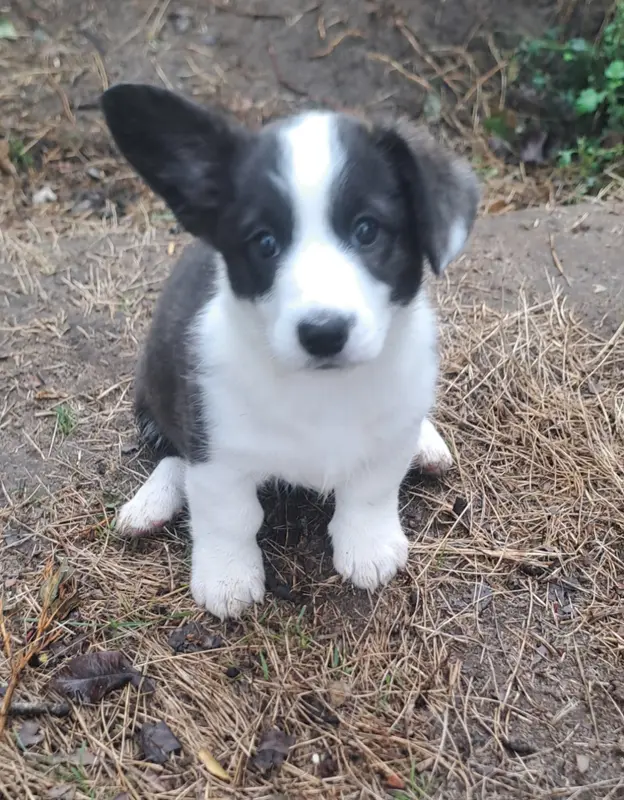Bella, Welsh corgi Cardigan, élevage Du Domaine de la Bonnevaltrie