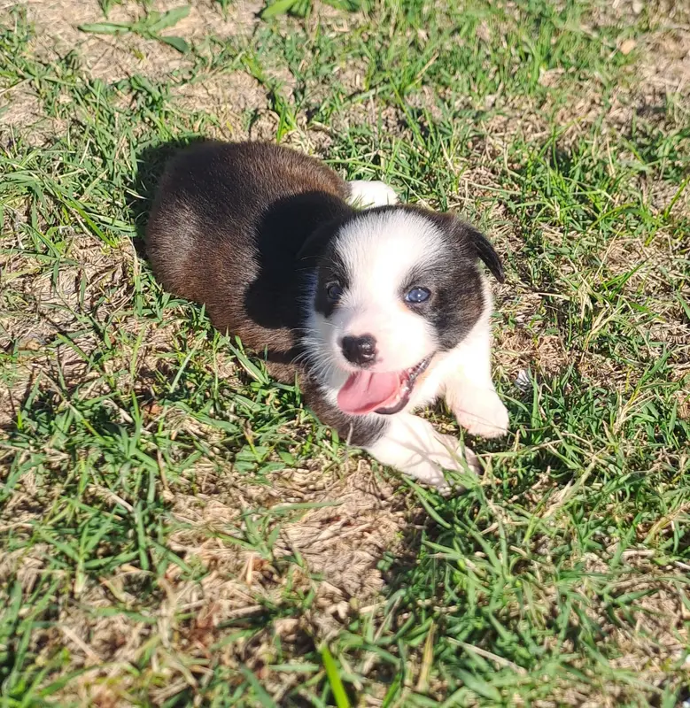 Chiot, Welsh corgi Cardigan, élevage Du Domaine de la Bonnevaltrie