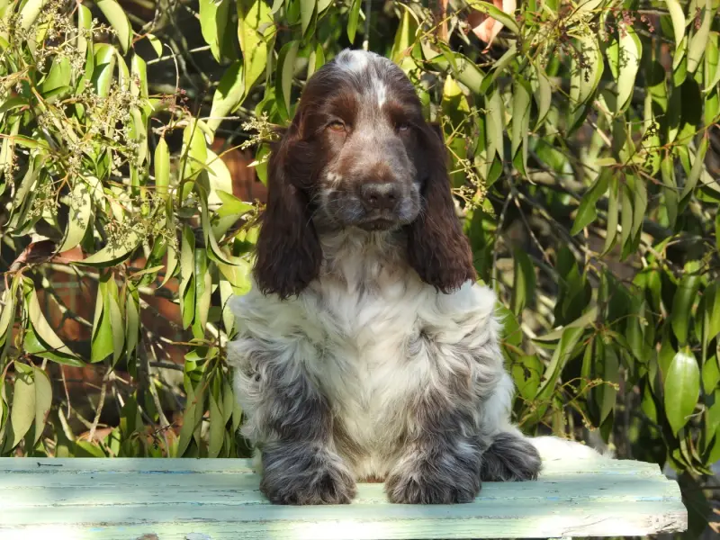 Chiot, Cocker anglais, élevage Du Clos de la Majesty