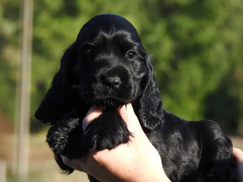 Portée de Cocker anglais, élevage Du Clos de la Majesty