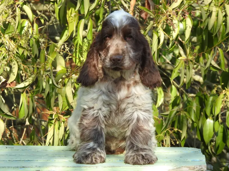 Chiot, Cocker anglais, élevage Du Clos de la Majesty