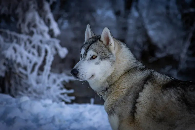 Père de la portée de Husky sibérien, élevage Of Wolf Legend's Never Die