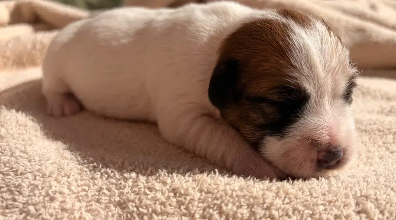Portée de Jack Russell terrier, élevage Du Jardin des Zouilles du Fresne