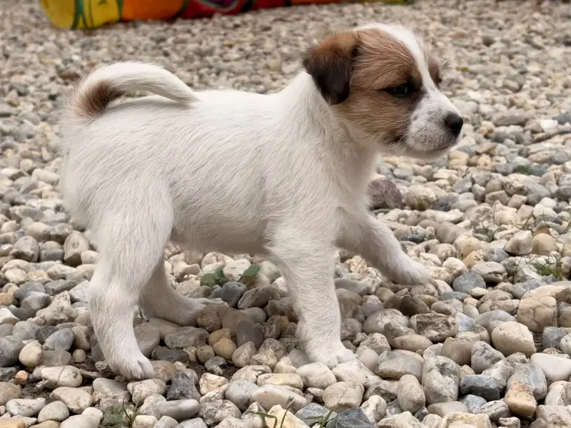 Portée de Jack Russell terrier, élevage Du Jardin des Zouilles du Fresne