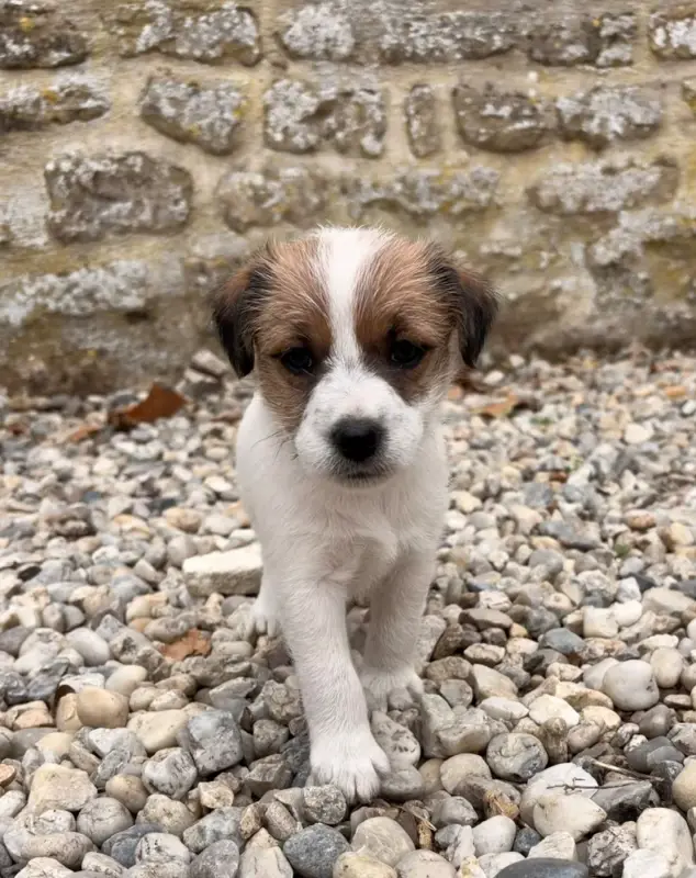 Chiot, Jack Russell terrier, élevage Du Jardin des Zouilles du Fresne