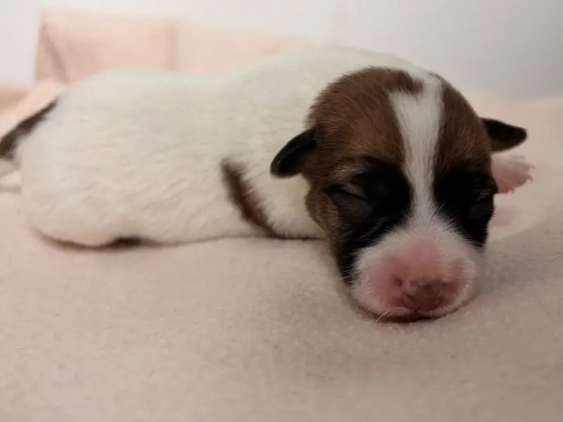 Portée de Jack Russell terrier, élevage Du Jardin des Zouilles du Fresne