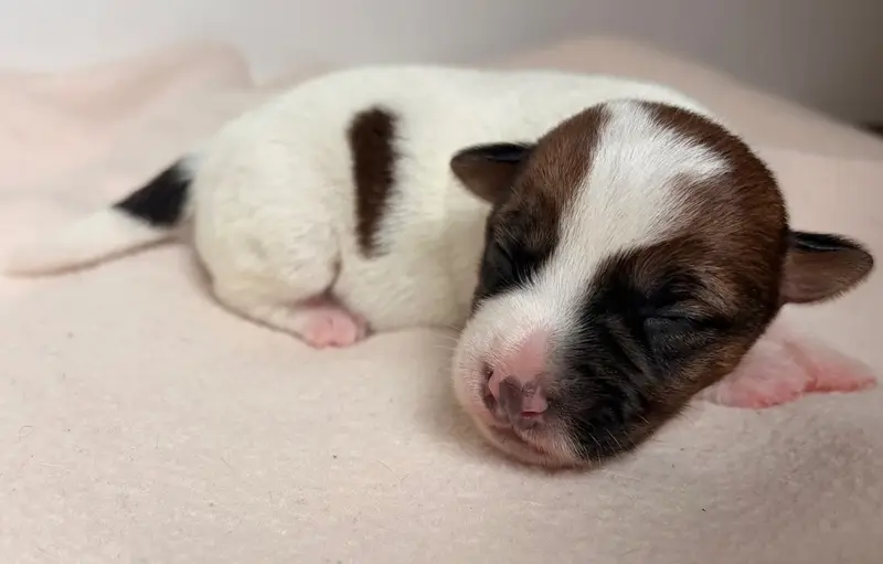 Portée de Jack Russell terrier, élevage Du Jardin des Zouilles du Fresne