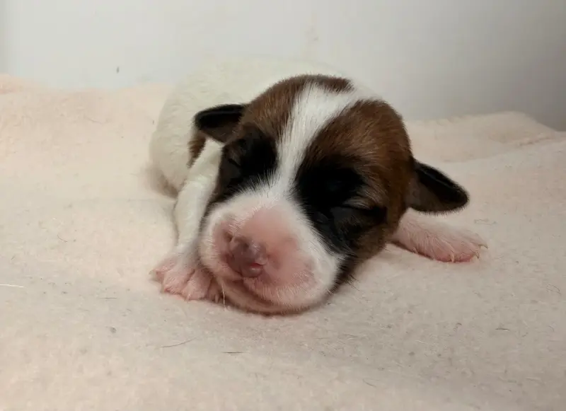 Chiot, Jack Russell terrier, élevage Du Jardin des Zouilles du Fresne