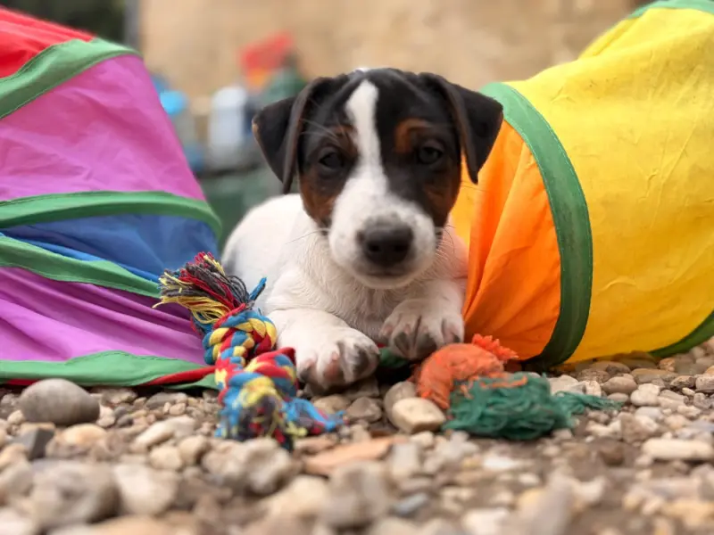 Portée de Jack Russell terrier, élevage Du Jardin des Zouilles du Fresne