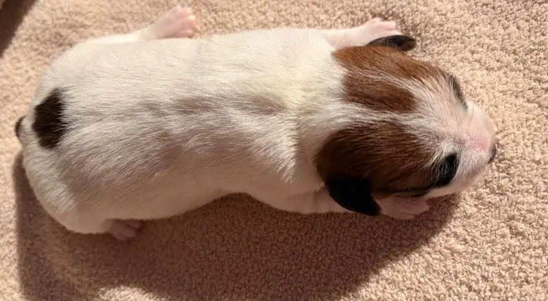 Portée de Jack Russell terrier, élevage Du Jardin des Zouilles du Fresne