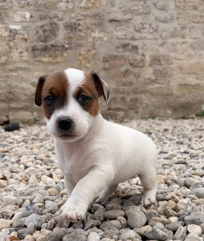 Portée de Jack Russell terrier, élevage Du Jardin des Zouilles du Fresne