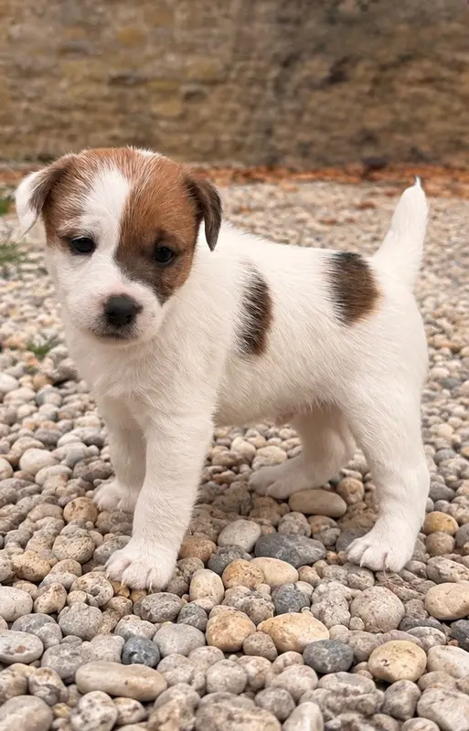 Chiot, Jack Russell terrier, élevage Du Jardin des Zouilles du Fresne