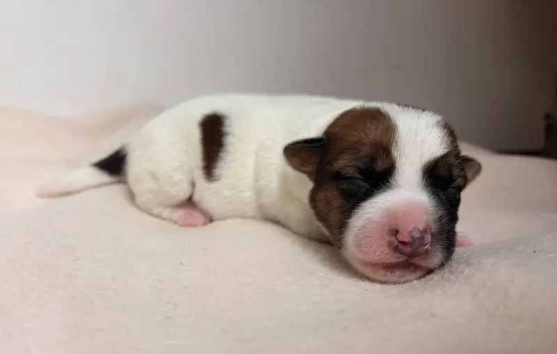 Portée de Jack Russell terrier, élevage Du Jardin des Zouilles du Fresne