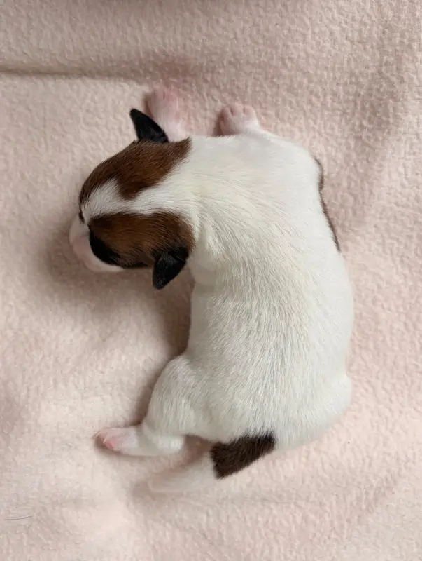 Portée de Jack Russell terrier, élevage Du Jardin des Zouilles du Fresne