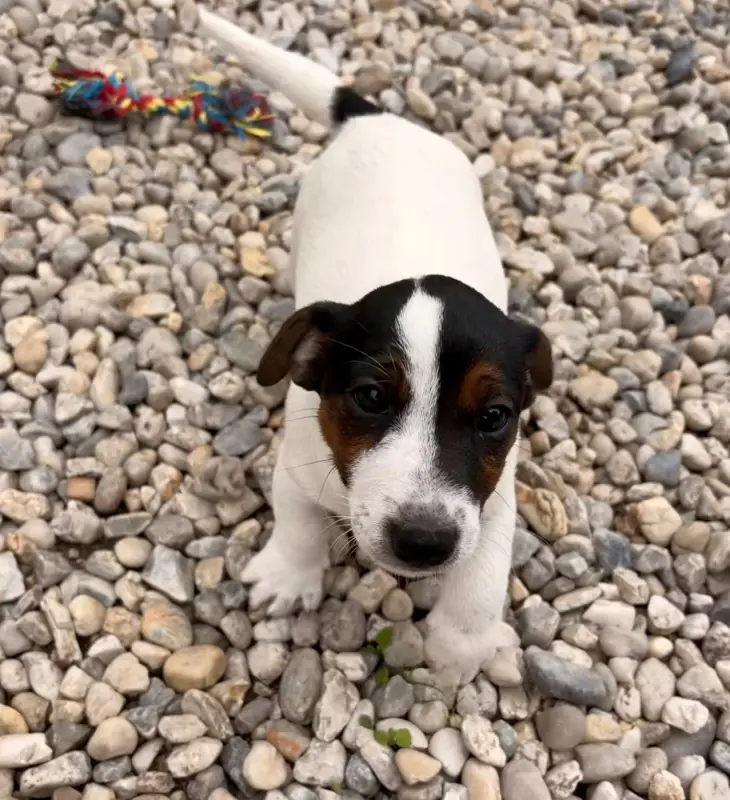 Portée de Jack Russell terrier, élevage Du Jardin des Zouilles du Fresne