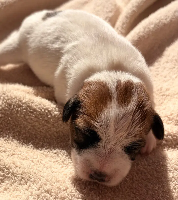 Portée de Jack Russell terrier, élevage Du Jardin des Zouilles du Fresne