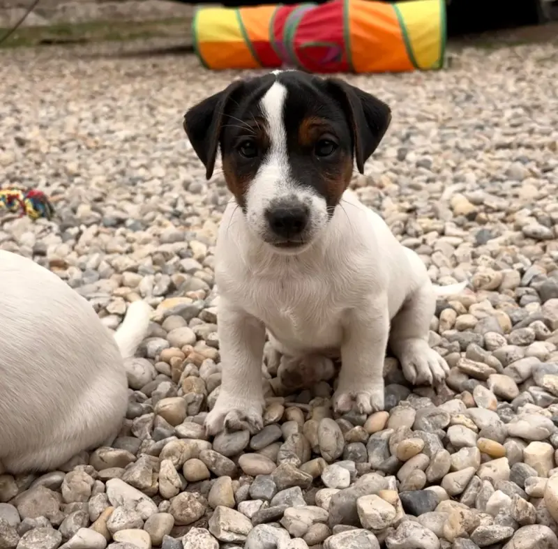 Portée de Jack Russell terrier, élevage Du Jardin des Zouilles du Fresne