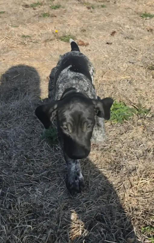 CHIOT 8 des BEK Noirs, Braque allemand à poil court, élevage Des Bek Noirs