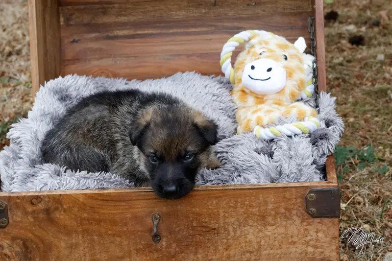 Chiot collier blanc, Berger allemand, élevage Des Foudres d'Armor