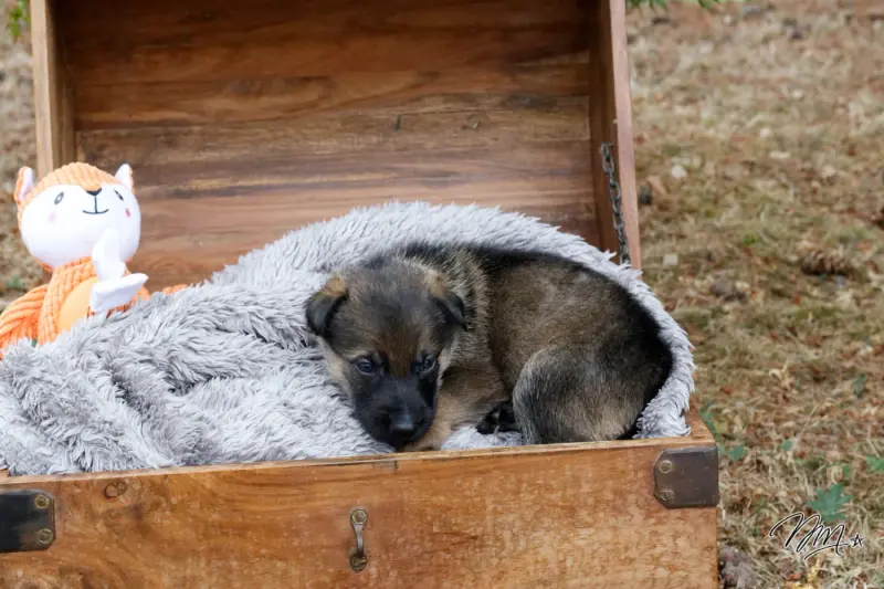 Chiot collier jaune, Berger allemand, élevage Des Foudres d'Armor