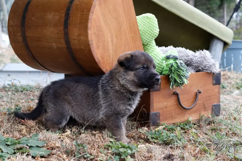 Chiot collier gris, Berger allemand, élevage Des Foudres d'Armor