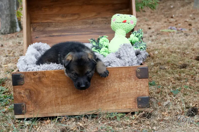 Chiot collier vert clair, Berger allemand, élevage Des Foudres d'Armor