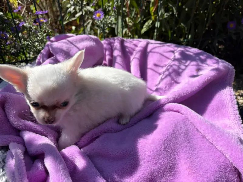 Chiot, Chihuahua, élevage Le Clos de la Foret de Lyons