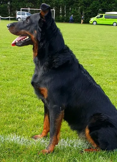 Portée de Beauceron, élevage Du Clan des Rives Noires