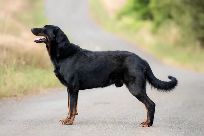 Père de la portée de Beauceron, élevage Du Clan des Rives Noires