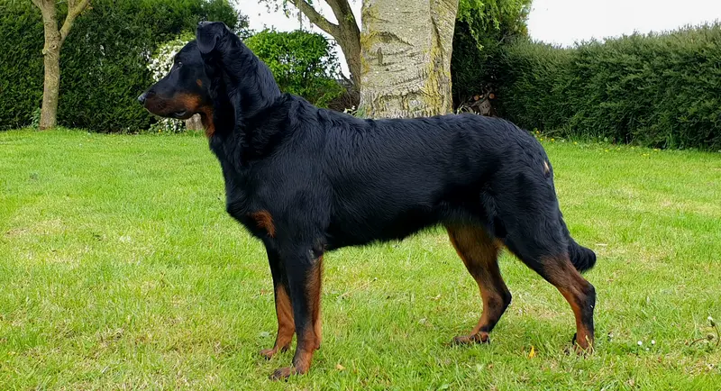 Portée de Beauceron, élevage Du Clan des Rives Noires