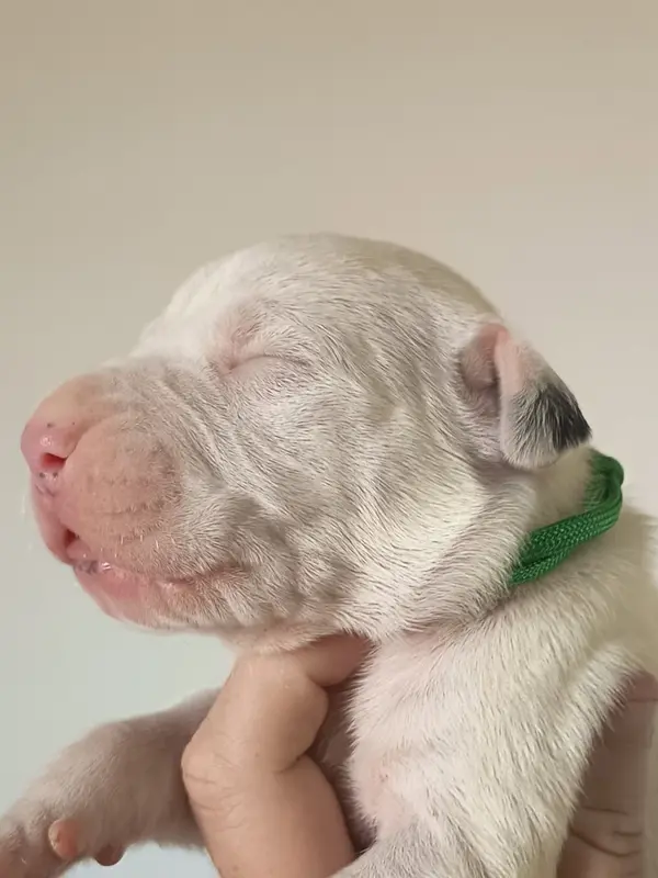 Portée de Dogue argentin, élevage Du Domaine de Giulaxe