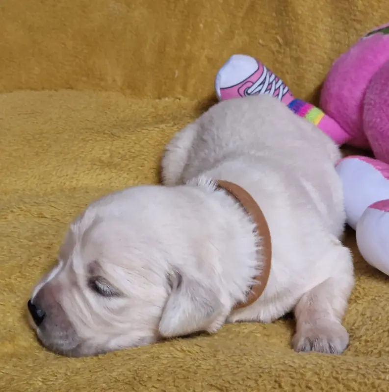 Marron, Golden retriever, élevage Des Sheries d'Occitanie