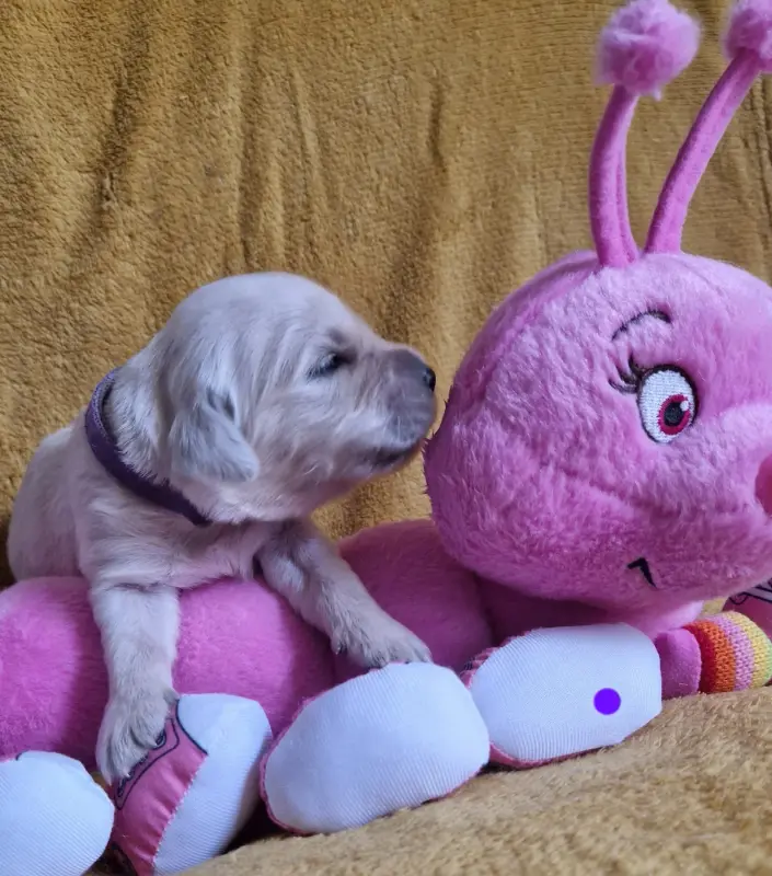 Violette, Golden retriever, élevage Des Sheries d'Occitanie