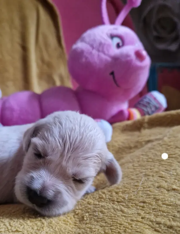 Blanche, Golden retriever, élevage Des Sheries d'Occitanie