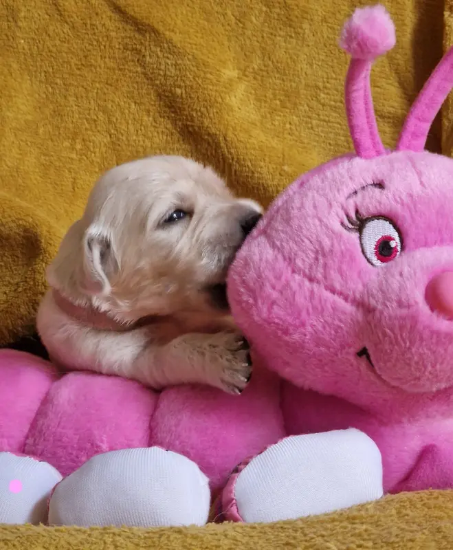 Rose, Golden retriever, élevage Des Sheries d'Occitanie