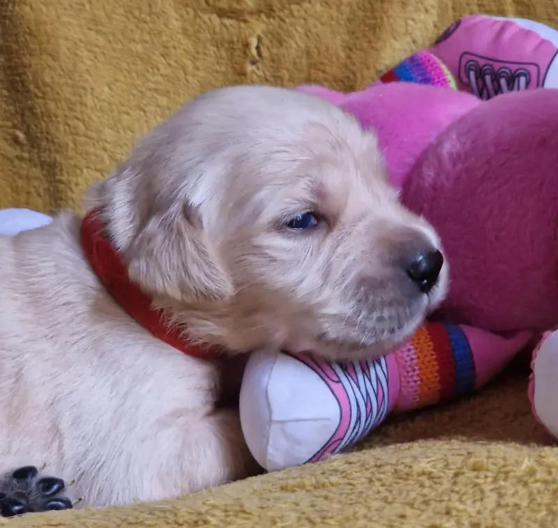 Rouge, Golden retriever, élevage Des Sheries d'Occitanie