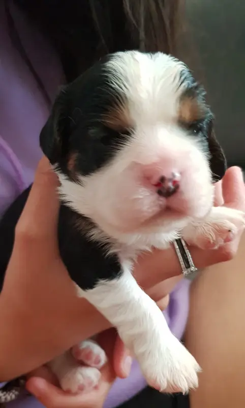 Chiot N°1 sans collier, Cavalier King Charles, élevage Du Domaine des Bouddhas