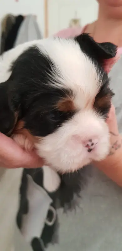 Portée de Cavalier King Charles, élevage Du Domaine des Bouddhas