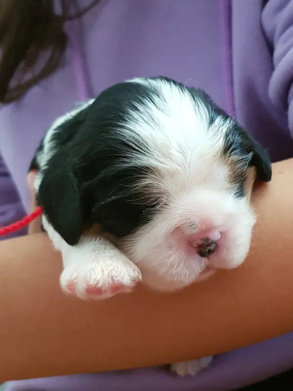 Chiot N°2 collier rouge, Cavalier King Charles, élevage Du Domaine des Bouddhas