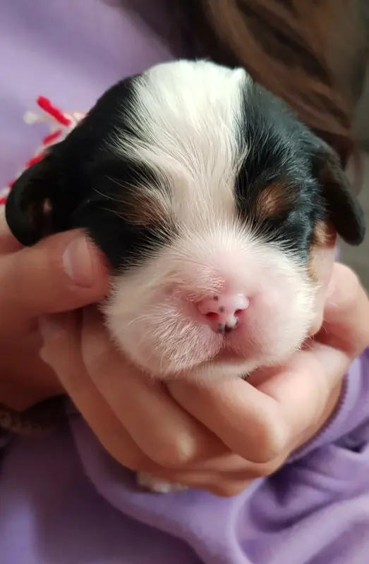 Chiot N°3 collier rouge/blanc, Cavalier King Charles, élevage Du Domaine des Bouddhas