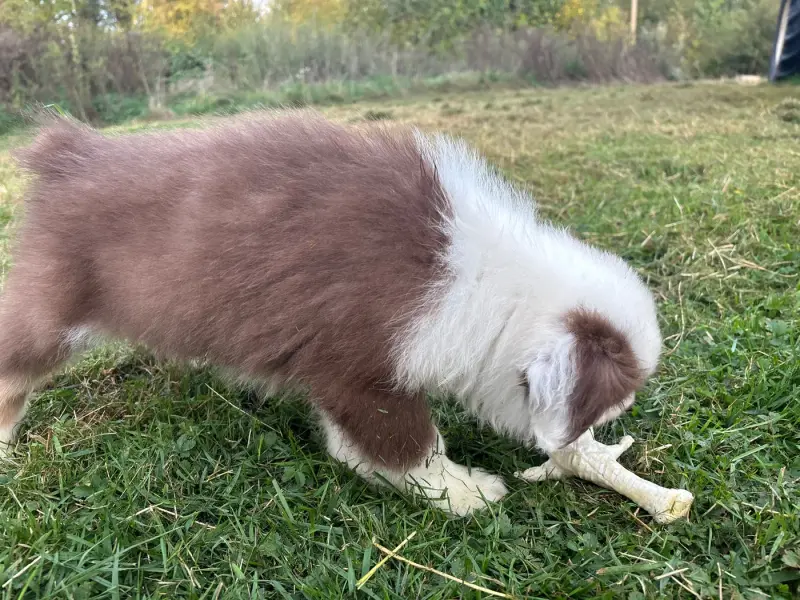 Photo de l'élevage De la Ferme de Tit'Ours