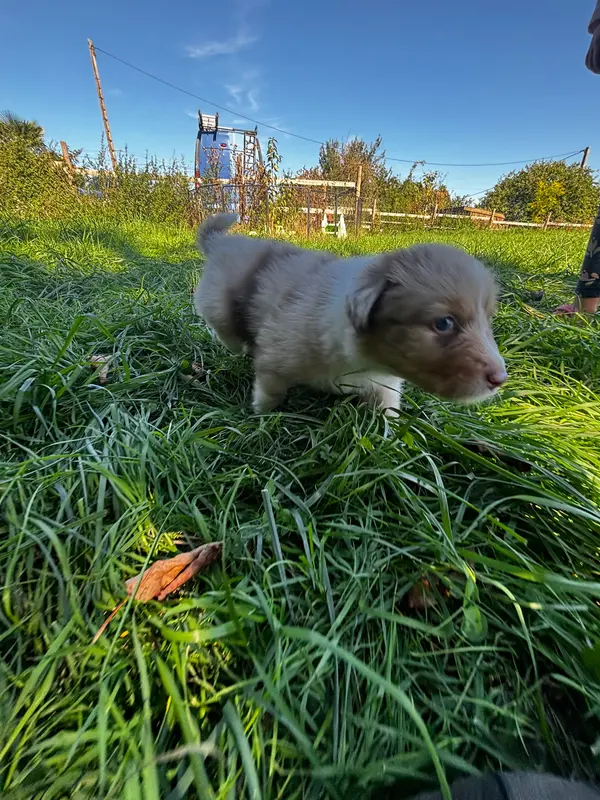 Photo de l'élevage De la Ferme de Tit'Ours