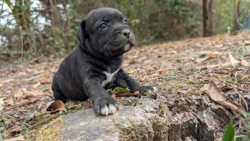 Chiot, Staffordshire bull terrier, élevage Du Domaine du Clan d'Ors
