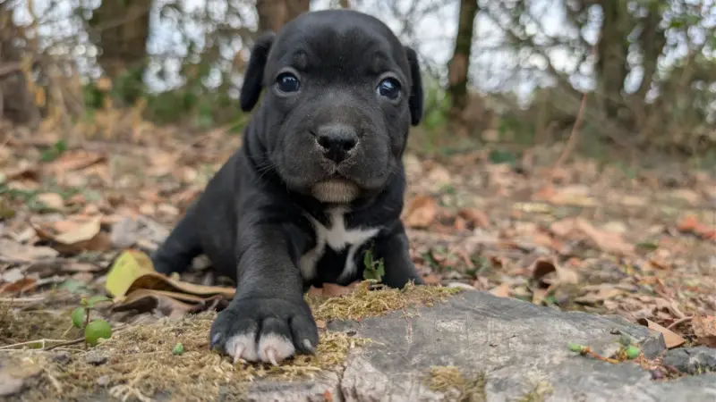 Portée de Staffordshire bull terrier, élevage Du Domaine du Clan d'Ors