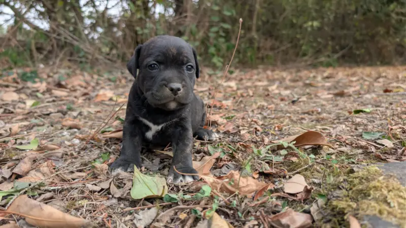 Portée de Staffordshire bull terrier, élevage Du Domaine du Clan d'Ors